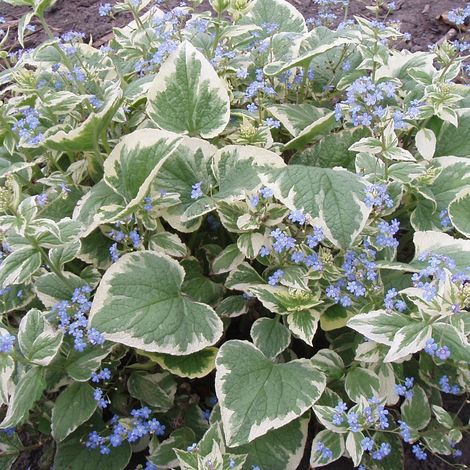 4 x Buglosse de Sibérie 'Variegata' - godet 9x9 cm