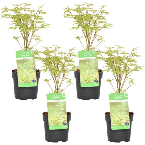 Bloomique - Lot de 4 - Acer palmatum 'Butterfly' - Érable du Japon - Feuillage vert-blanc - Résistant au froid - Hauteur 25-40 cm - Pot 10,5 cm