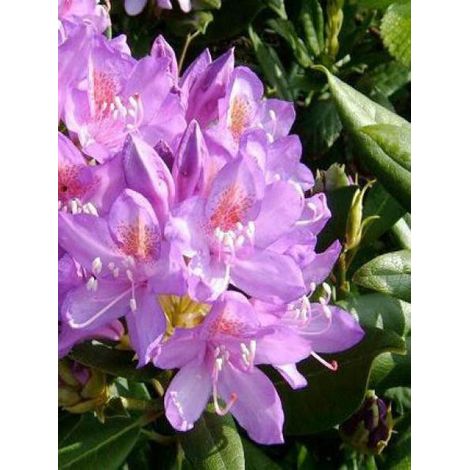 Rhododendron ponticum (1/2)