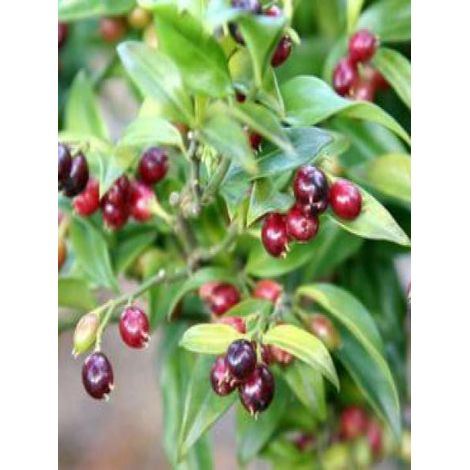 Sarcococca hookeriana Pot de 2L/3L (1/2)
