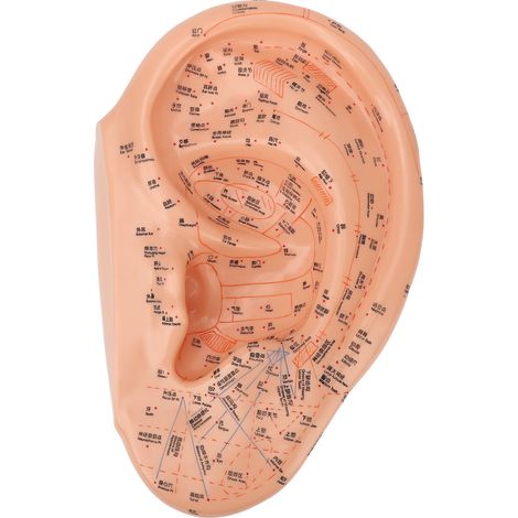 Modèle de point d'acupuncture auriculaire de 40 cm, police de caractères précise et lisible, en PVC, modèle professionnel de massage des zones auriculaires (1/5)