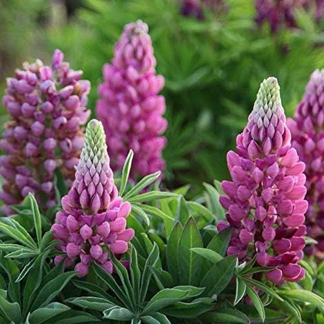 Russell Lupin graines mélangées 30+ graines de fleurs de plantes lupin vivaces colorées pour la plantation de jardin et de jardin facile à cultiver (1/5)