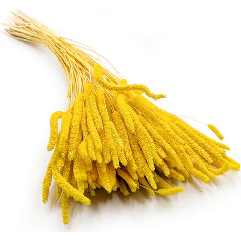Getrocknetes Gras – Wiesenlieschgras (Phleum) – Gelb (1/5)