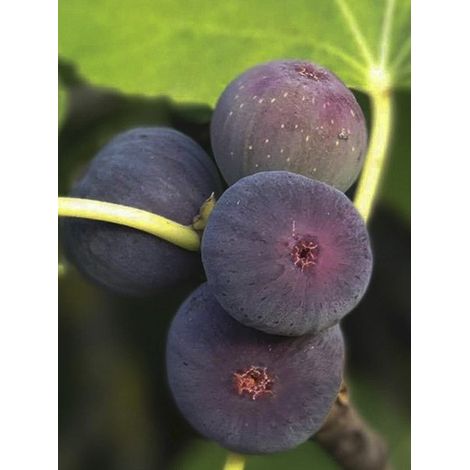 Figuier nain 'Figality' Pot de 2L/3L, Buisson