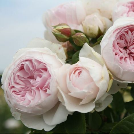 2 x Rosa  - Kordes Parfuma® rosier - Rosa 'Herzogin Christana'®