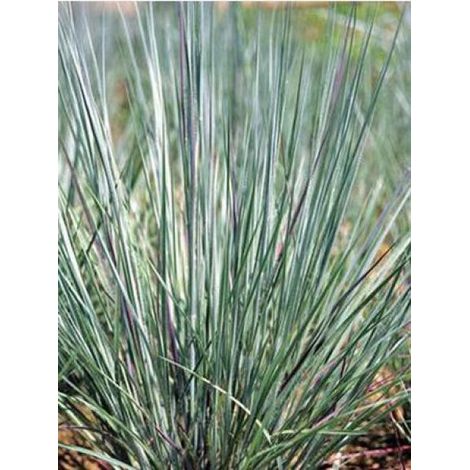Schizachyrium scoparium 'Prairie Blues' Godet de 8/9 cm (1/3)