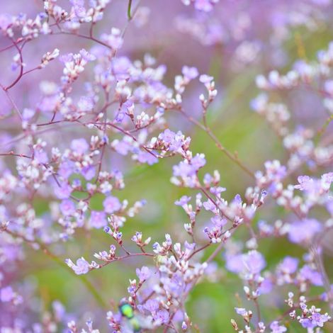 3 Statices vivaces (Limonium latifolium)