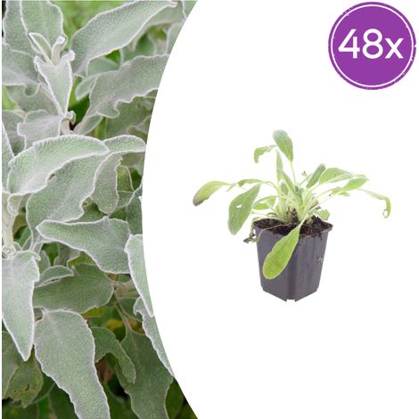 Lot de 48 Stachys byzantina Oreille d'agneau Couvre-sol Feuillage Gris Argenté 10-25 cm Ø9 cm - PANGIVO (1/5)