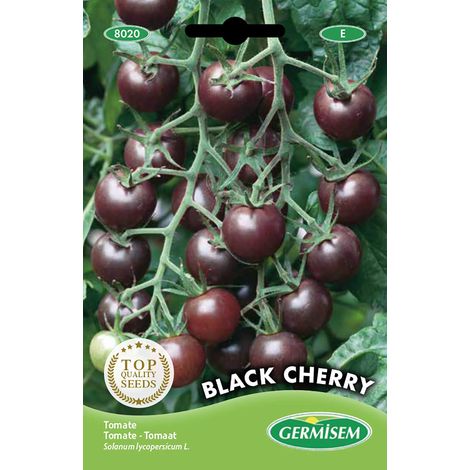 graines Tomate BLACK CHERRY