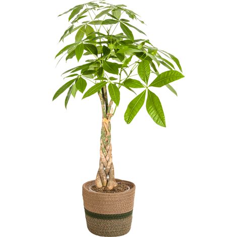 Pachira Aquatica Arbre à Monnaie Plante d'Intérieur avec Tronc Tressé Pot Ø21cm 90-110cm - PANGIVO