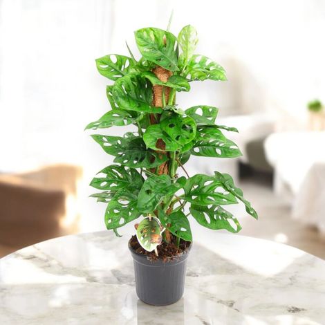 Gardenaria Monstera adansonii su tutore - Pianta da interno ornamentale - Altezza: 160 cm (vaso 27) (1/5)