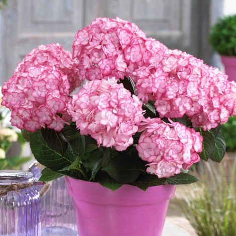 Hortensia YOU&ME® Miss Saori 'H2002', Hydrangea macrophylla/Pot de 1,5L - 20/40 cm (1/3)