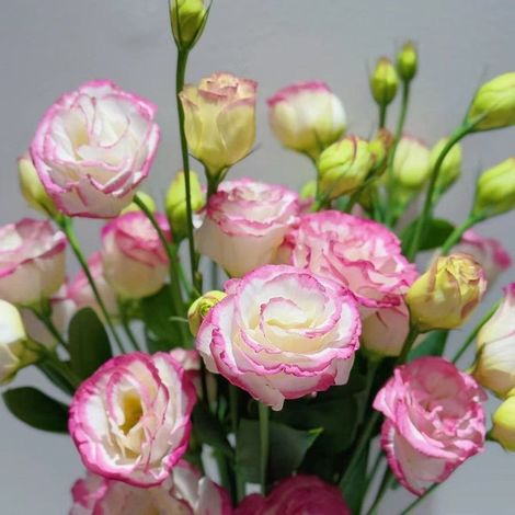 5000 graines de lisianthus blanc bordé de rouge - Couleur originale, facile à cultiver, idéal pour jardin, balcon, pots et décorations florales (1/5)
