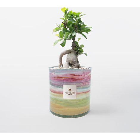 Bonsai Ficus Ginseng in vaso vetro decorato a mano Tramonto H 15 - Multicolore 3