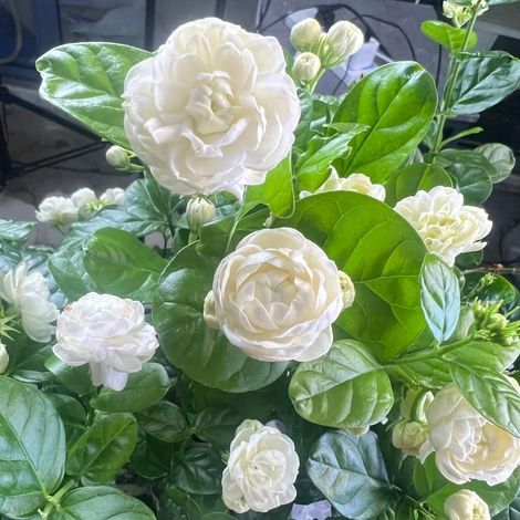 Graines de Jasmin 400, Heirloom Non OGM, Plantes Vivaces, Jasminum, Pour Jardin Écologique et Balcon (1/5)