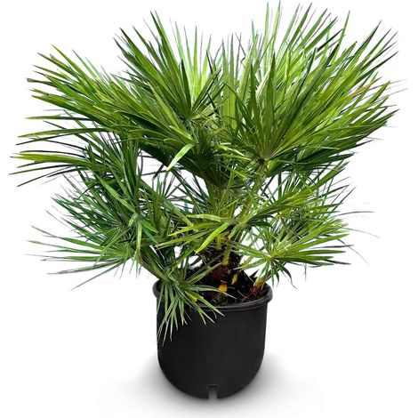 Chamaerops Humilis Palmier nain européen, à feuilles persistantes