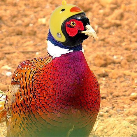 Casque amusant pour poule domestique, chapeau de protection pour poule (1/5)