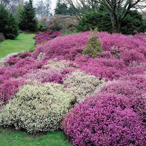 OFFERTA 3 PIANTE DI ERICA CARNEA VASO 12CM COLORI ASSORTITI tappezzante (1/2)