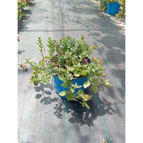 Liseron Azuré Convolvulus Sabatius Bleu Pot 18 cm Vivace Couvre-sol (1/4)