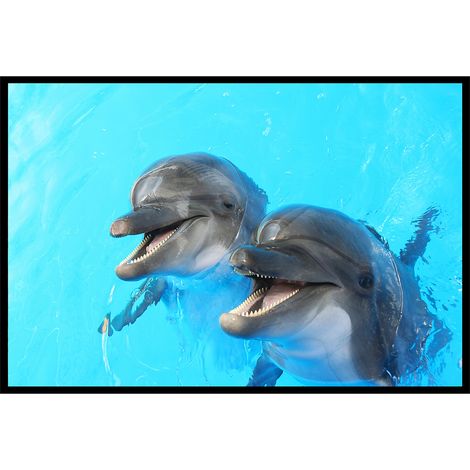 Affiche encadrée dauphins sous l’eau (1/5)