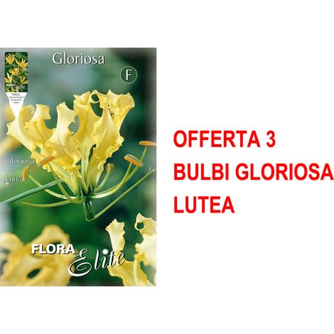 BULBI PRIMAVERILI OFFERTA 3 BULBI GLORIOSA LUTEA BULBS