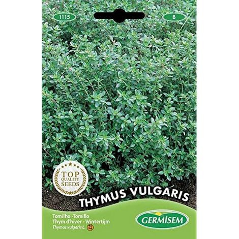 graines Thym d'hiver THYMUS VULGARIS (1/5)