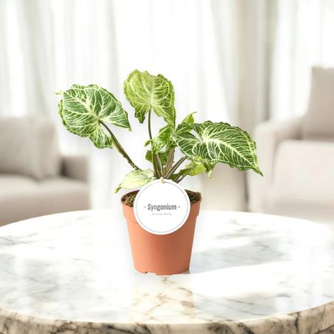 Gardenaria Syngonium 'Batik' - Pianta da interno ornamentale - Altezza: 30 cm (vaso 14) (1/5)