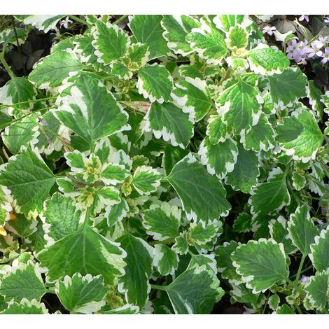 PLECTRANTHUS O INCENSO IN VASO 14CM