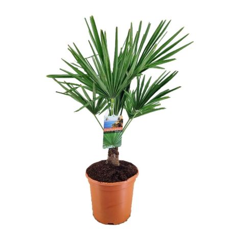 Palma cinese di Chusan "Trachycarpus fortunei" pianta in vaso 19 cm FOTO REALE (1/4)