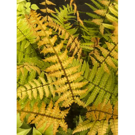 Fougère à écailles dorées 'Jurassic Gold' Pot de 2L/3L (1/2)