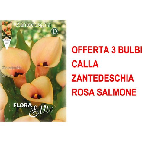 BULBI PRIMAVERILI OFFERTA 3 BULBI CALLA ZANTEDESCHIA ROSA SALMONE BULBO BULBS