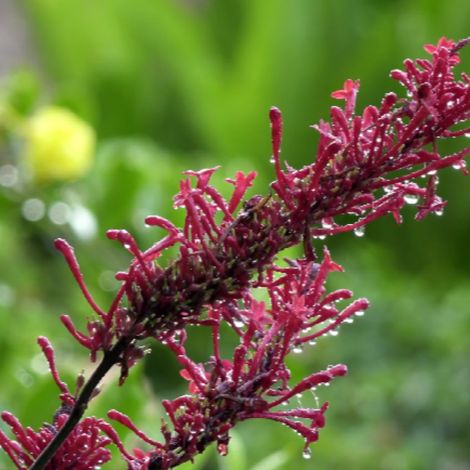 Arbre aux papillons royal red - Buddleja davidii royal red 40/60 cm Pot 3L