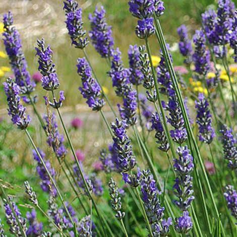 4 x Lavandin  - Lavandula intermedia 'Grosso'  - godet 9x9 cm