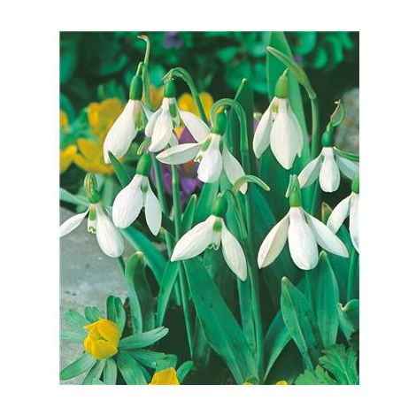PERCE NEIGE - 10 BULBES - BULBES