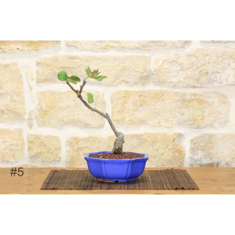 Bonsai di Fico (72) (1/2)