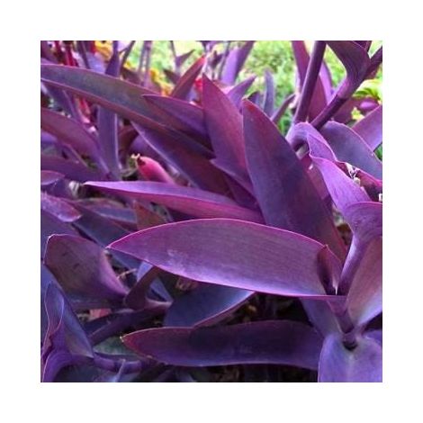 3 cuttings - Tradescantia Pallida (Purple Heart)- Wandering jew purple