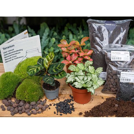Kit DIY Terrarium Plantes Calathea Makoyana et Fittonia avec Terreau et Mousse L/XL - PANGIVO (1/4)