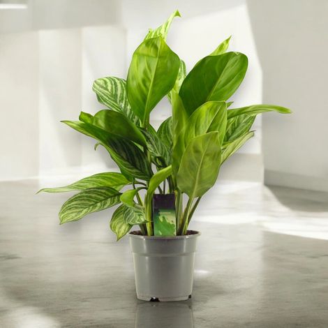Gardenaria Aglaonema 'Stripes' - Pianta da interno ornamentale - Altezza: 65 cm (vaso 17)