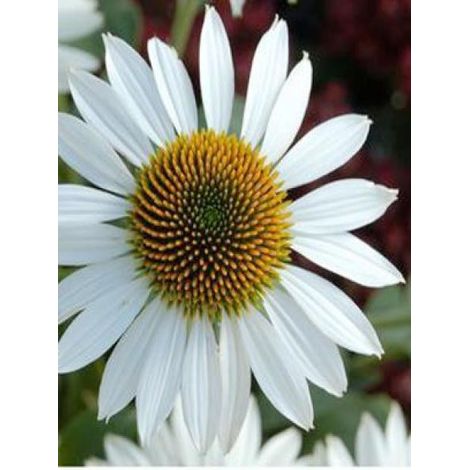 Rudbeckia pourpre 'Purity'® Godet de 8/9 cm (1/2)