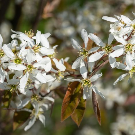 Amélanchier de Lamarck - Amelanchier lamarckii 50cm Pot 3L (1/5)