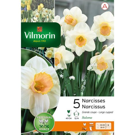 Vilmorin Narcisse Salome (x5) (1/3)
