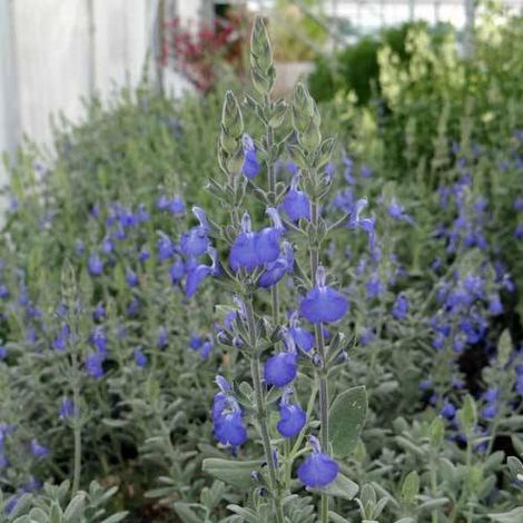 Sauge arbustive bleue | Conditionnement: Lot de 5 godets (1/2)