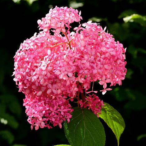 Hortensia arb pink annabelle - Hydrangea arb pink annabelle 30/35 cm Pot 3L (1/4)