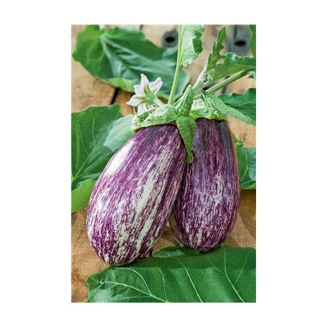 AUBERGINE RIADO HF1 - 10 GRAINES