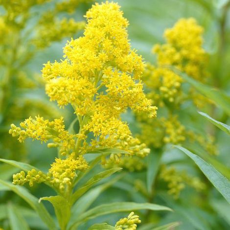 4 x Verge d'or  - Solidago 'Goldkind'  - godet 9x9 cm