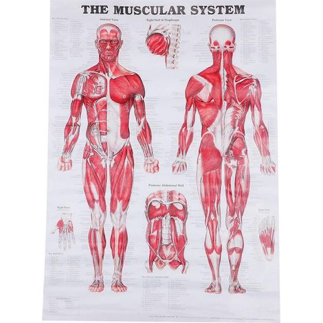 Affiche anatomique du système musculaire - Tableau d'anatomie musculaire - Affiche murale-70X50cm (1/4)
