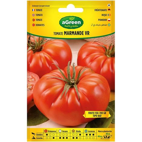 Sobre de semillas de tomate Marmande VR Holanda