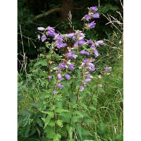 Campanule gantelée Godet de 8/9 cm (1/3)