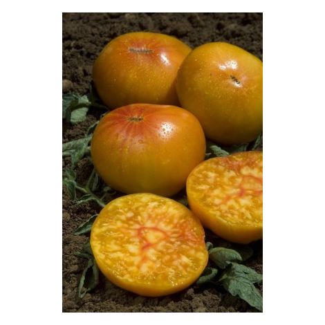 Tomate ananas – Graines non hybrides – Exposition plein soleil – Semis en février-mars – Récolte tardive – Graines Bocquet