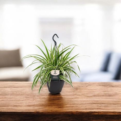 Gardenaria Chlorophytum comosum 'Vittatum' - Pianta da interno ornamentale - Altezza: 50 cm (vaso 14) (1/5)